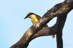 Pitangus sulphuratus