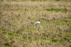 Chroicocephalus serranus