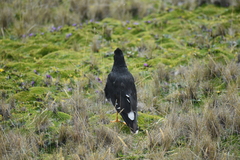 Daptrius carunculatus