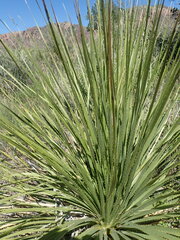 Dasylirion leiophyllum