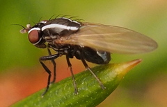 Poecilohetaerus aquilus