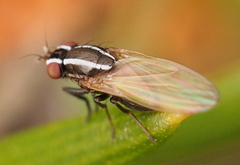 Poecilohetaerus aquilus