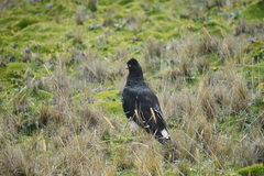 Daptrius carunculatus