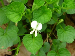 Viola striata