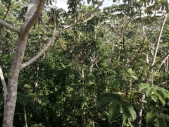 Cecropia peltata