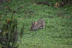 Sylvilagus andinus