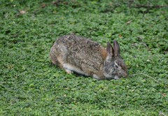 Sylvilagus andinus