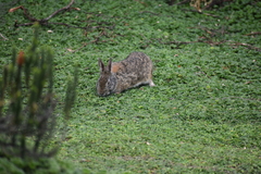 Sylvilagus andinus