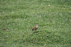 Cinclodes