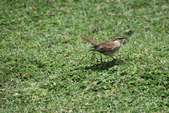 Cinclodes