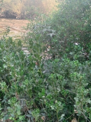 Acanthus ilicifolius