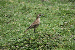 Cinclodes