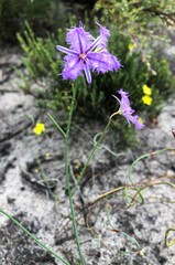 Thysanotus racemoides