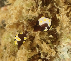 Colpodaspis thompsoni