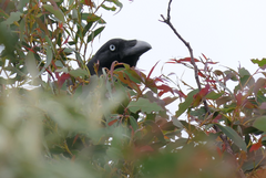 Corvus tasmanicus