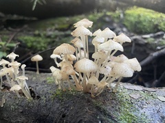 Favolaschia manipularis