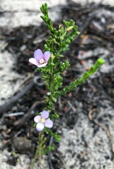 Cyanothamnus coerulescens