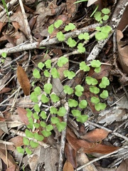Adiantum jordanii