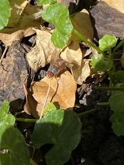 Calliphora ochracea