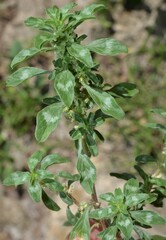 Amaranthus polygonoides