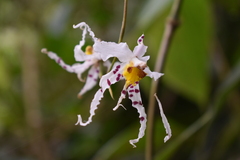 Oncidium cirrhosum