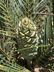 Macrozamia reducta