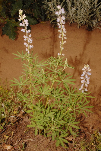 Silvery lupine (Lupinus argenteus)