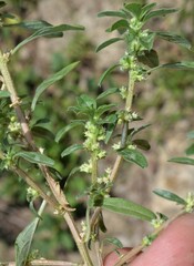 Amaranthus polygonoides