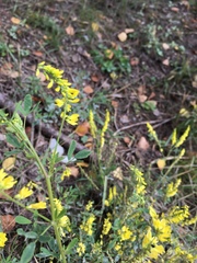 Melilotus suaveolens