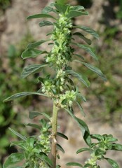 Amaranthus polygonoides