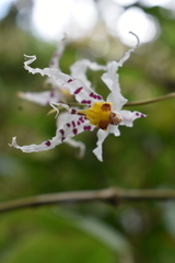 Oncidium cirrhosum