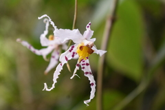 Oncidium cirrhosum