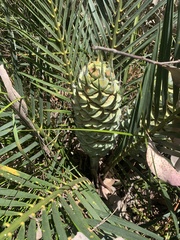 Macrozamia reducta