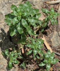 Amaranthus polygonoides