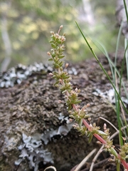 Crassula
