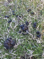 Odocoileus virginianus