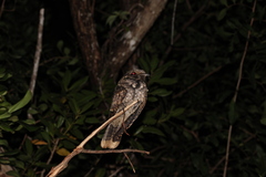 Antrostomus vociferus