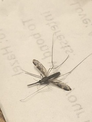 Anopheles