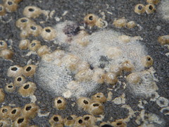 Membranipora membranacea