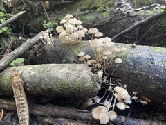 Favolaschia manipularis