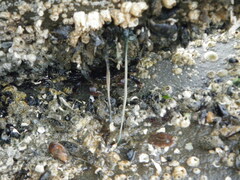 Emplectonema