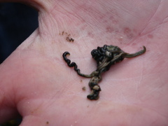 Emplectonema