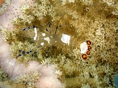 Ancylocaris brevicarpalis