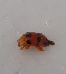 Podontia