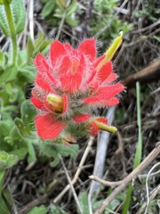 Castilleja wightii