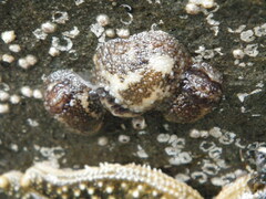 Onchidoris bilamellata