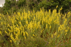 Linaria dalmatica dalmatica