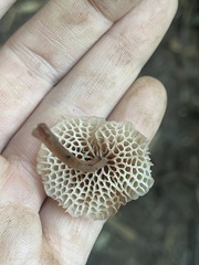 Favolaschia manipularis