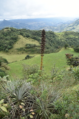 Puya