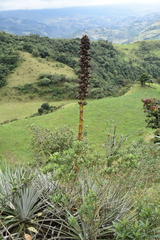 Puya
